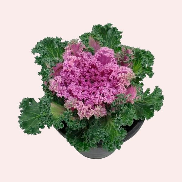 Berza Ornamental Brassica Oleracea DECOALIVE