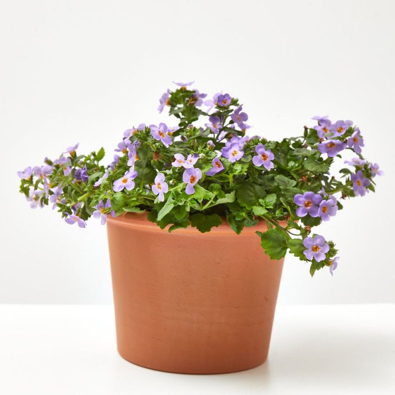 Bacopa de flores moradas
