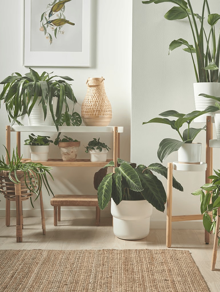 Plantas de interior