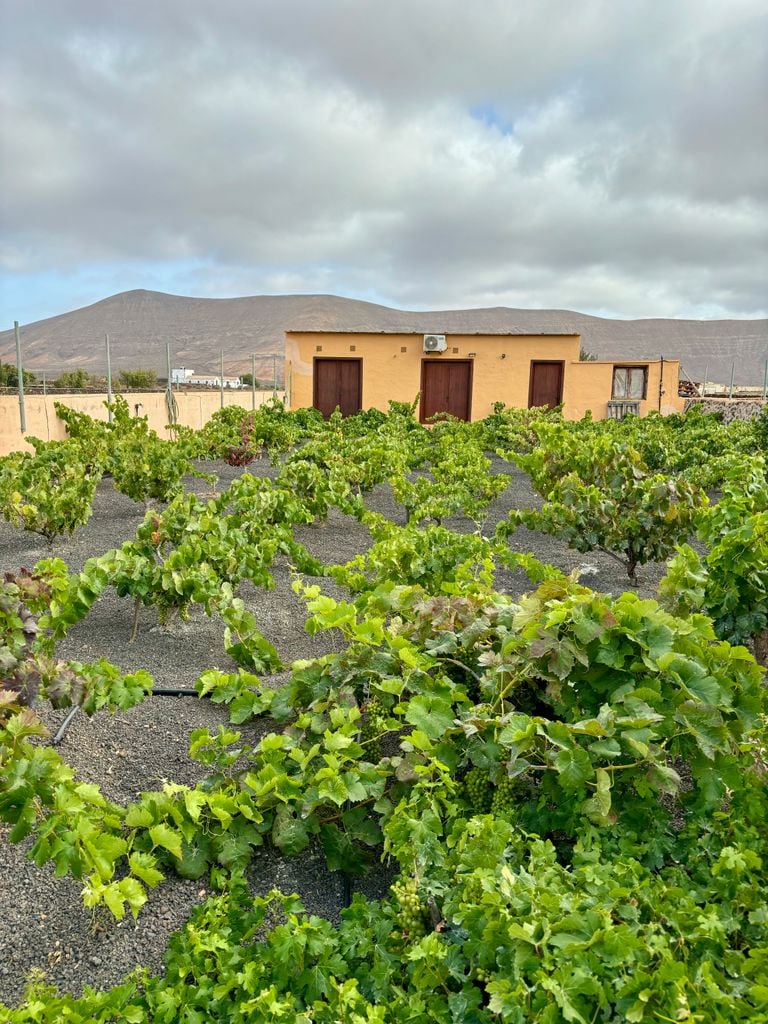 Viñedo y Bodega Tindama