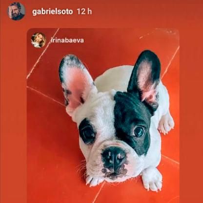 Mascota de Irina Baeva