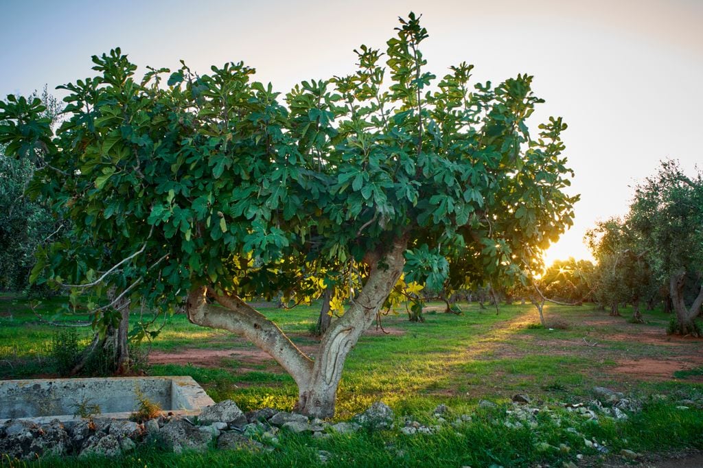 Higuera (Ficus carica)