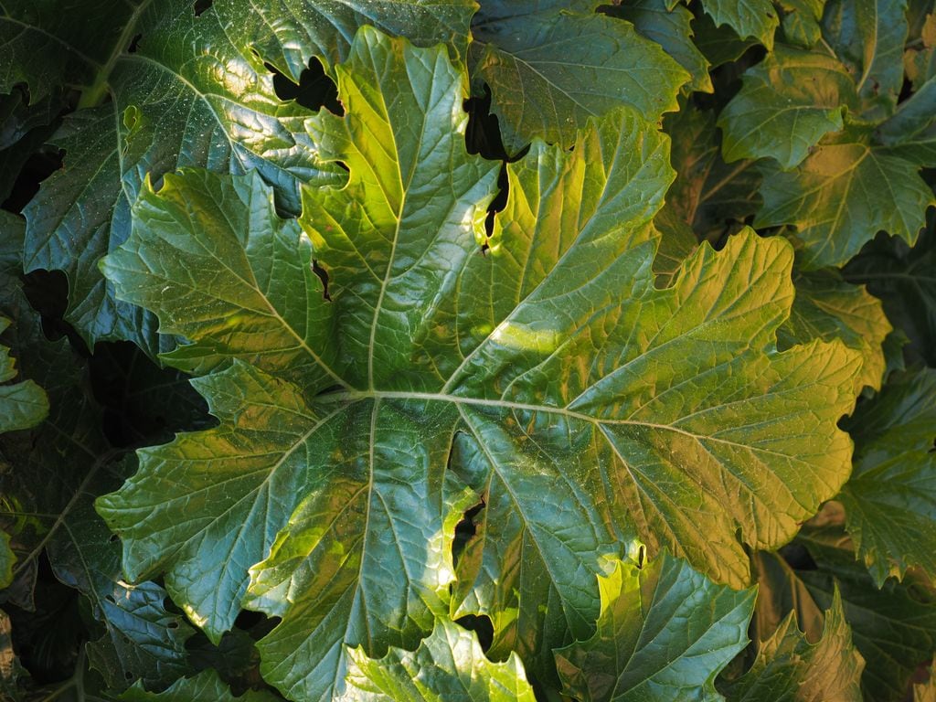 Detalle de las lobuladas hojas del acanto (‘Acanthus mollis’)