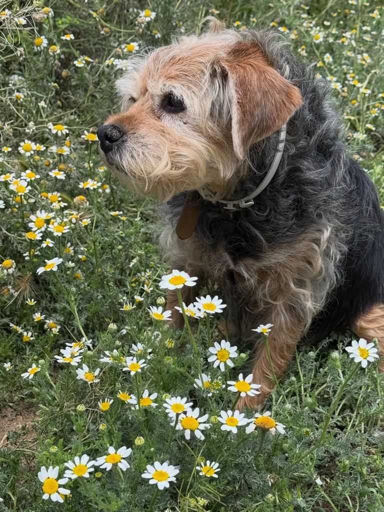 El presentador no ha ocultado la angustia vivida durante el ingreso de su perrita y ha reconocido que llegó a "llorar como un niño" ante la incertidumbre