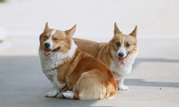 Corgis
