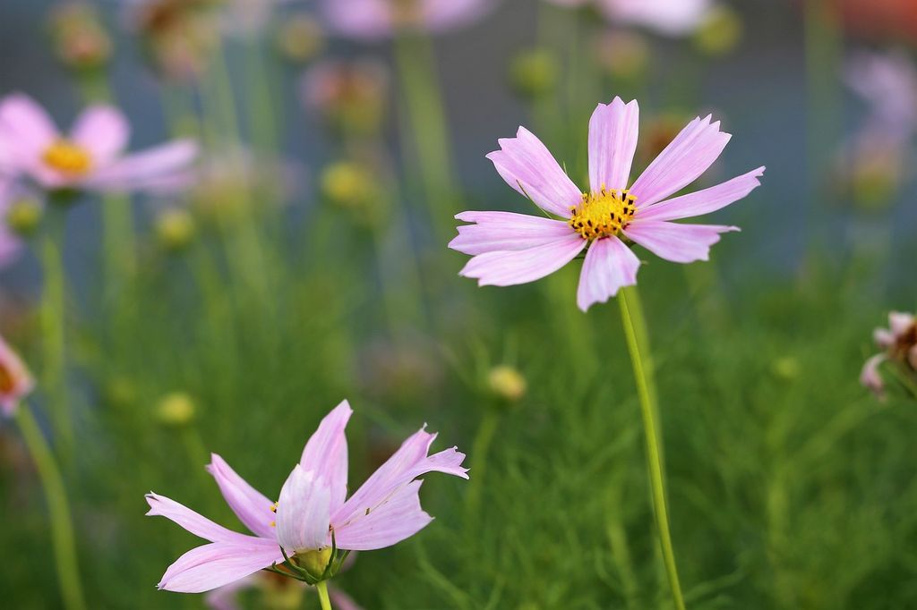 Flores de Cosmos bipinnatus
