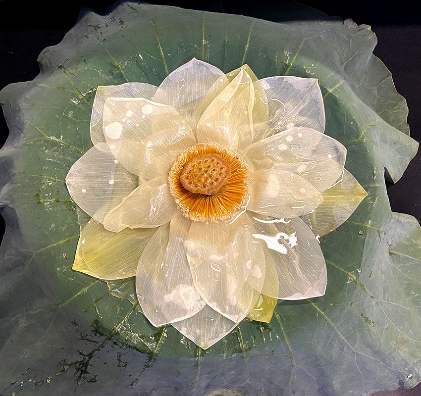 Té de brotes de flor de loto