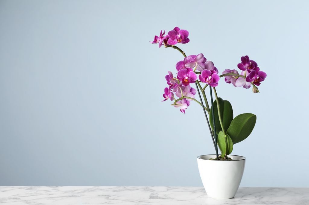 Orquídea