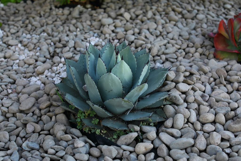 Suculenta Agave parryi
