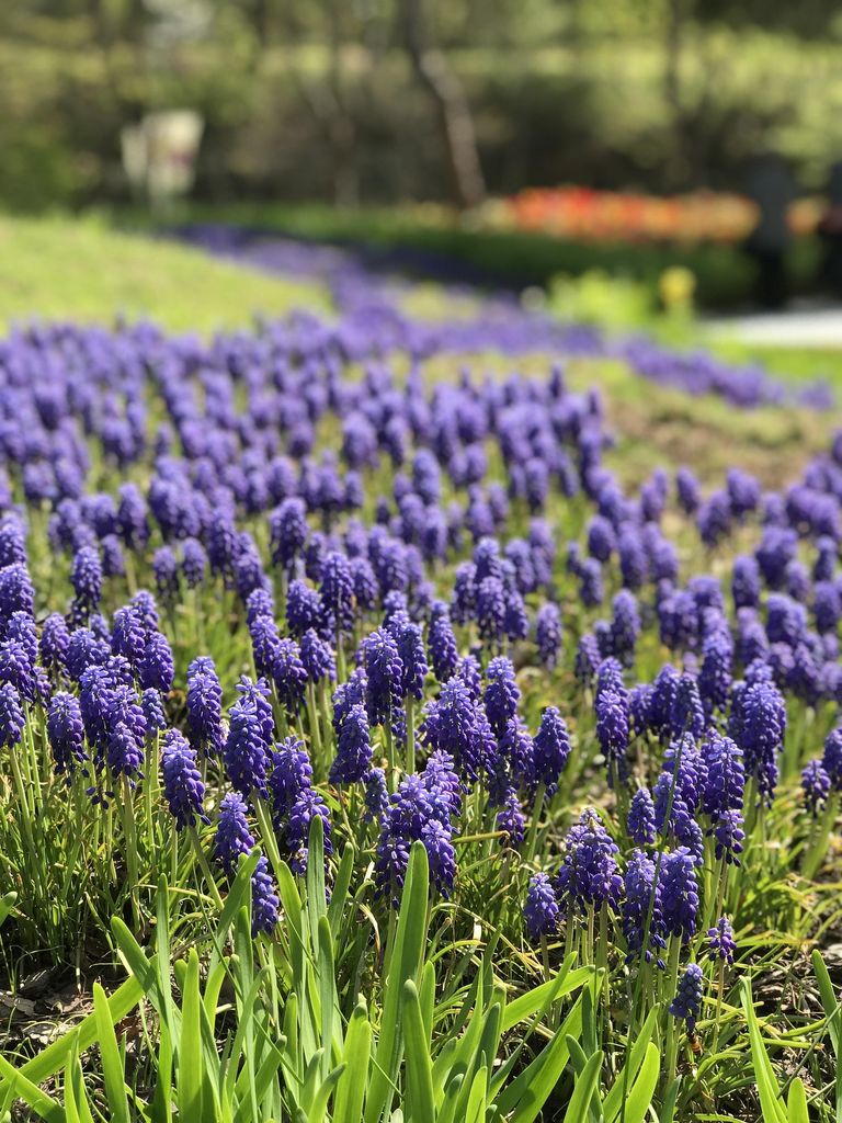 Muscari