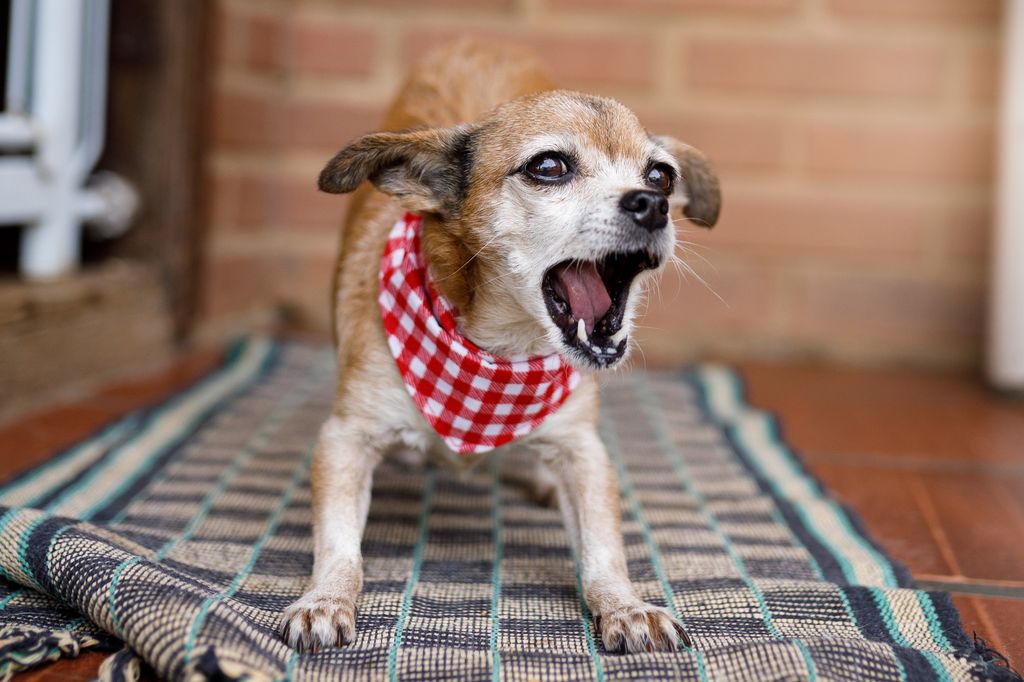 Las comunidades de vecinos pueden actuar si un animal genera molestias o su bienestar está en riesgo, según la Ley de Propiedad Horizontal