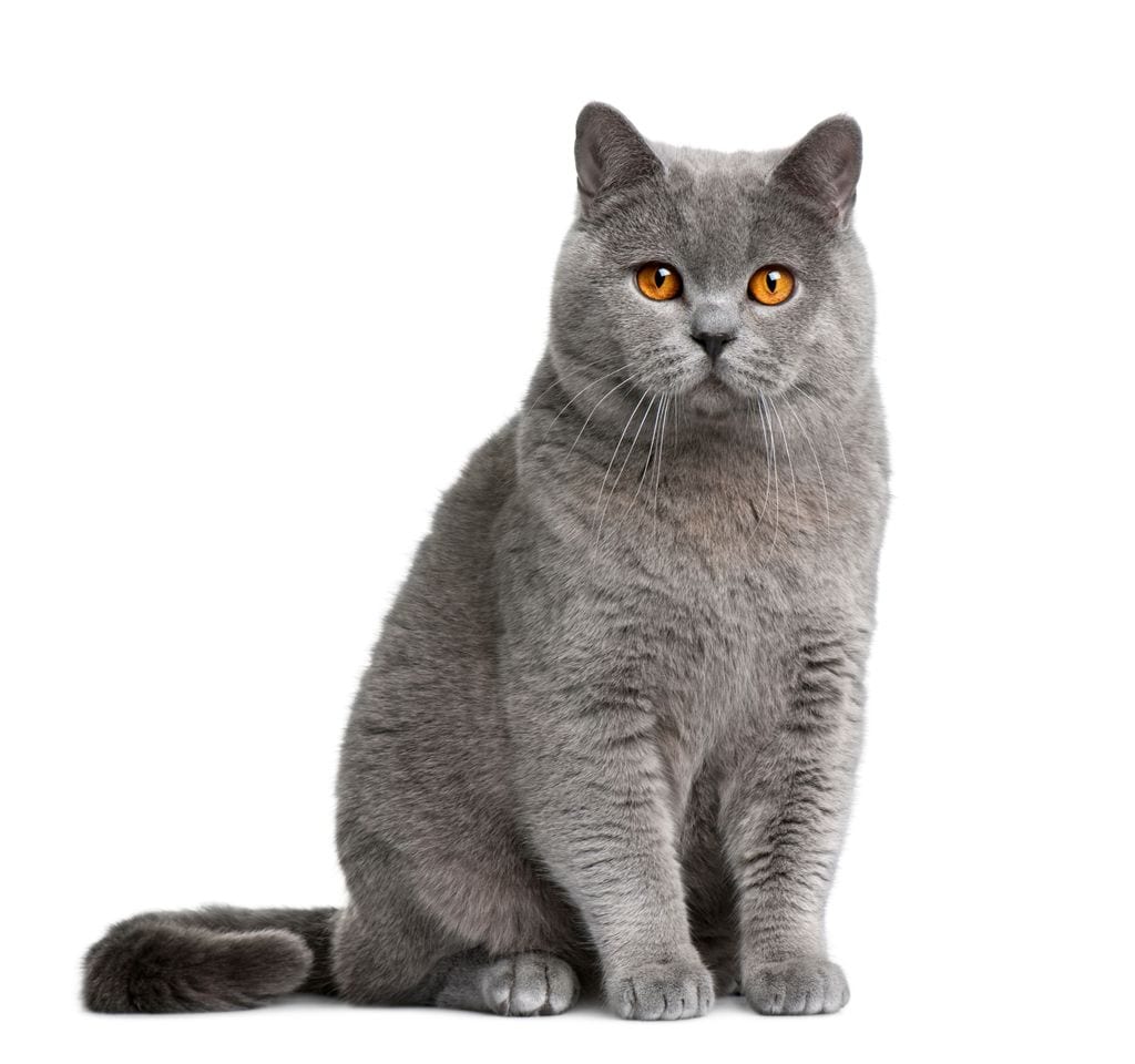 British Shorthair: tranquilo, elegante y autosuficiente, un gato robusto y cariñoso que llena el hogar de serenidad