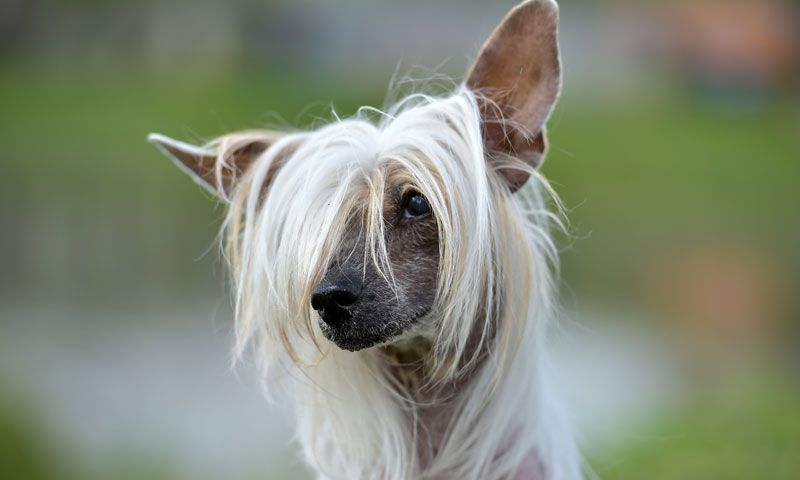 como se llama un perro chino