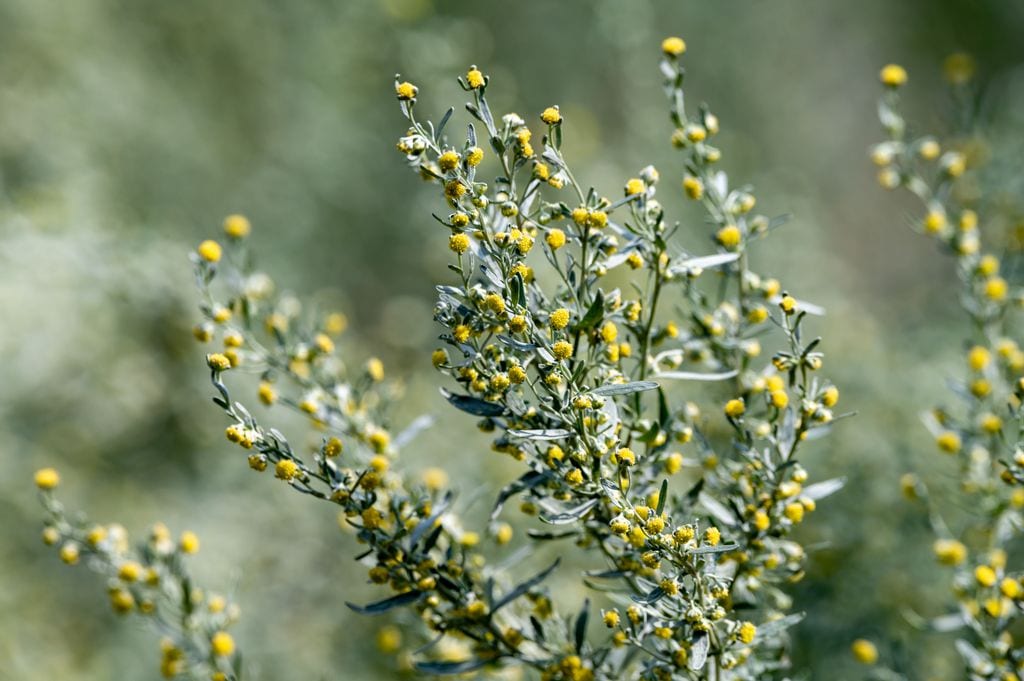 Ajenjo o artemisia absinthum.