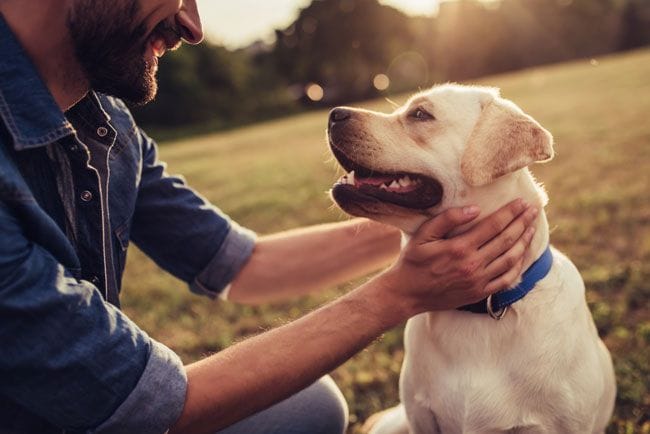perros-detectan-cancer-1