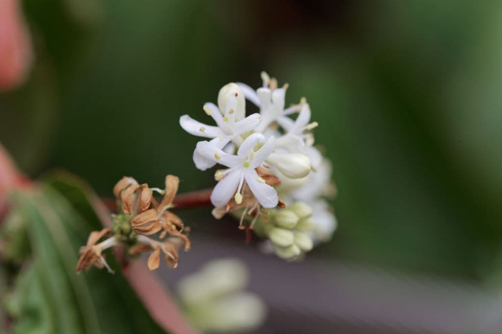 Árbol de los siete hijos o Heptacodium miconioides