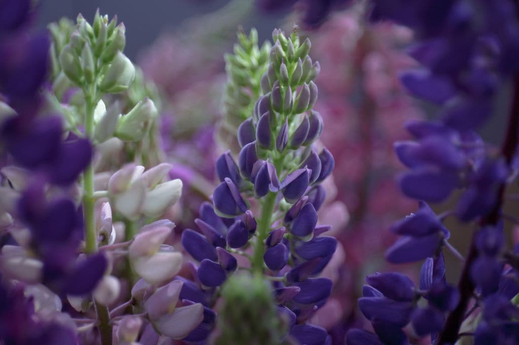La flor del altramuz, o lupino, es una preciosidad.