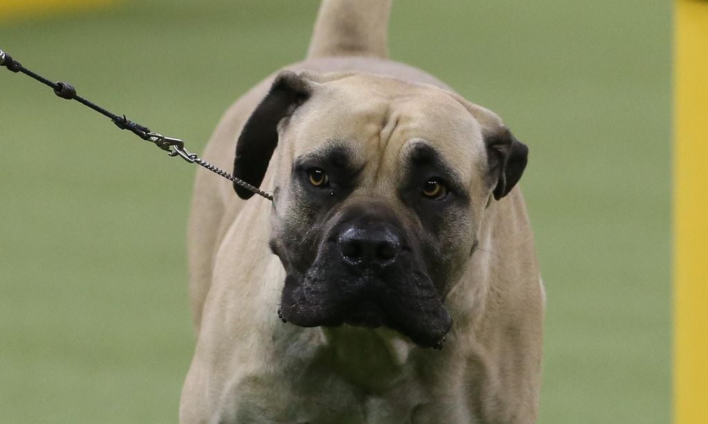other feb 11 westminster dog show