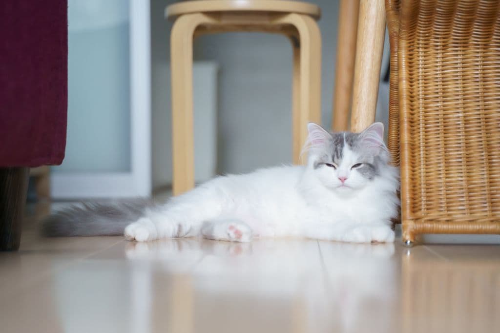 El parpadeo lento es una señal de calma y confianza en el lenguaje felino, similar a una “sonrisa” entre gatos