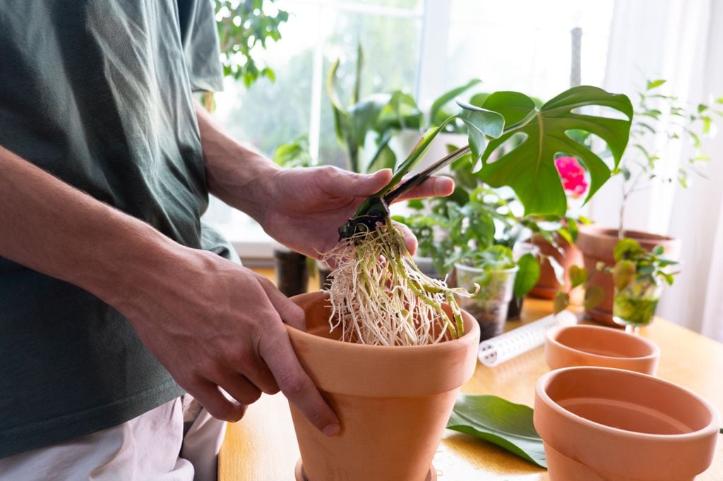 Esqueje de Monstera deliciosa