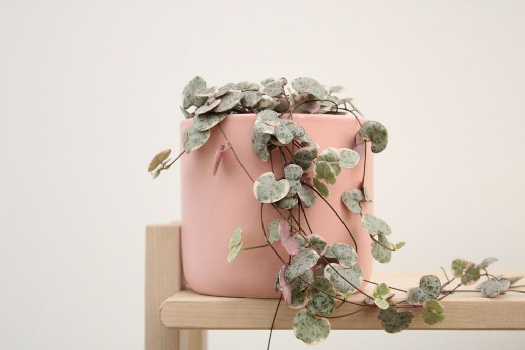 Ceropegia o collar de corazones ('Ceropegia woodii') 