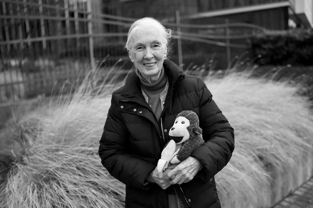 La etóloga y activista Jane Goodall falleció el 1° de octubre de 2025 a los 91 años.