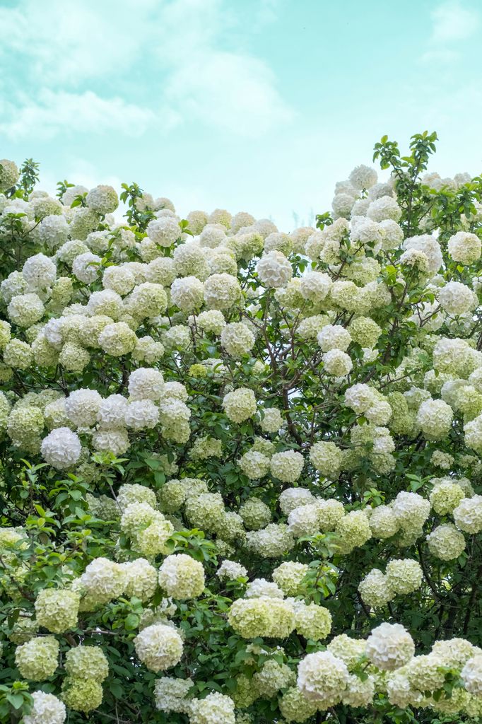 Viburnum Opulus