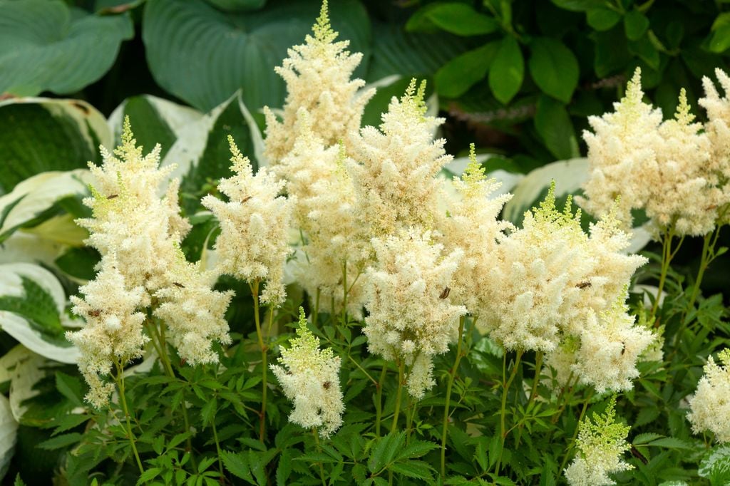 Astilbe de color blanco.