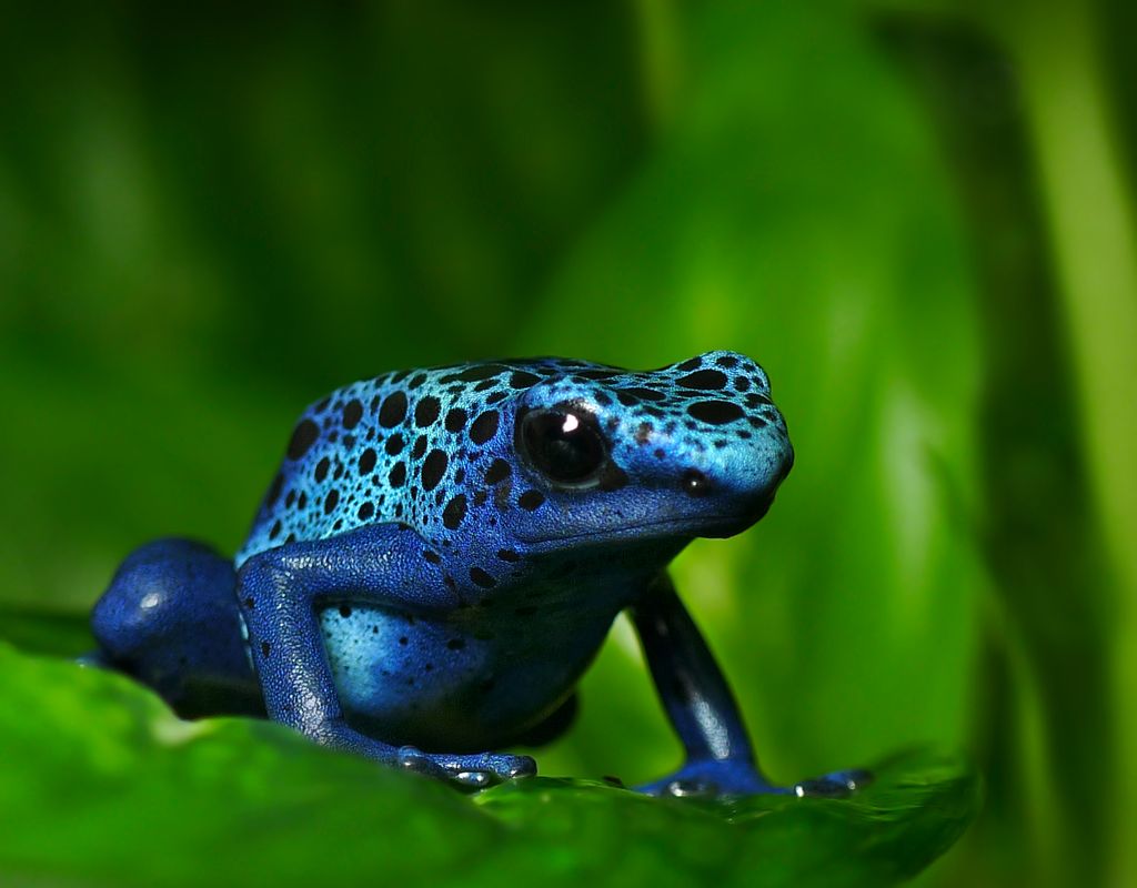 La rana dardo azul (Dendrobates tinctorius azureus) descansa tras alimentarse. En libertad, su dieta de hormigas y pequeños insectos le permite acumular alcaloides tóxicos en la piel; en cautividad, al cambiar su alimentación, pierde gran parte de su veneno.
