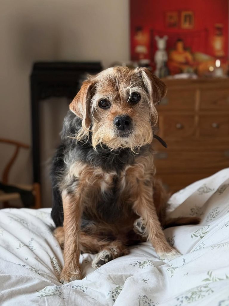 Doña Leo llegó a la vida de Máximo Huerta hace quince años, después de que una amiga le enviara la fotografía de una perrita abandonada en un contenedor
