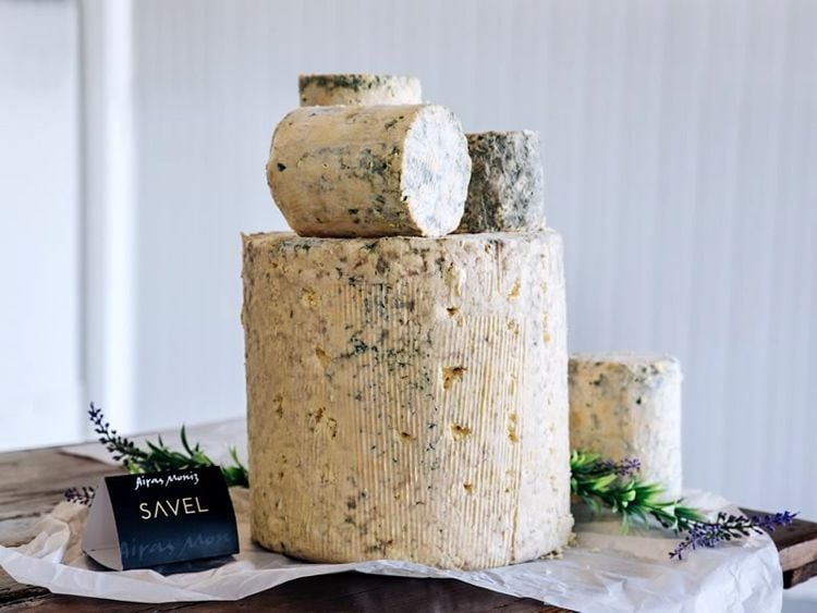queso-savel