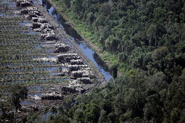 deforestacion