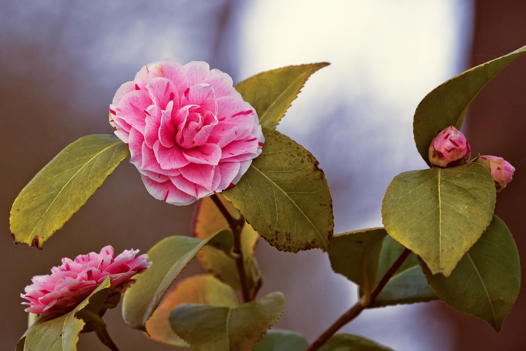 Camelias (‘Camellia japonica’) en flor en un jardín