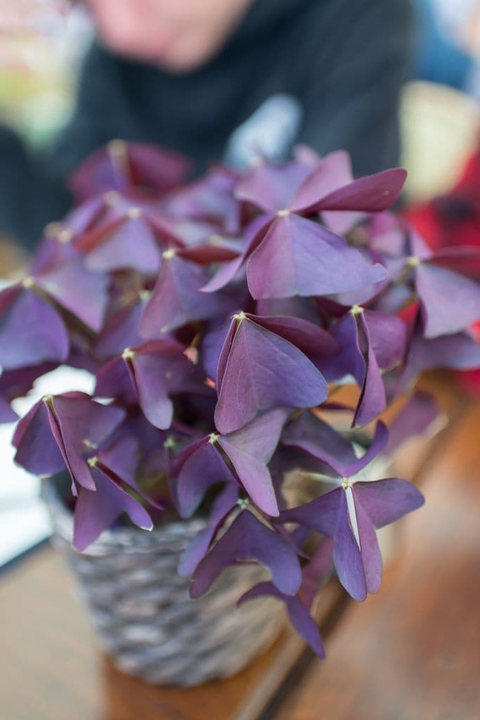 Oxalis triangularis