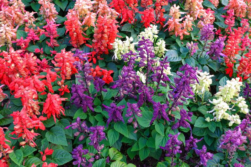 La salvia (‘Salvia officinalis’) es amante del sol e incluso soporta heladas invernales