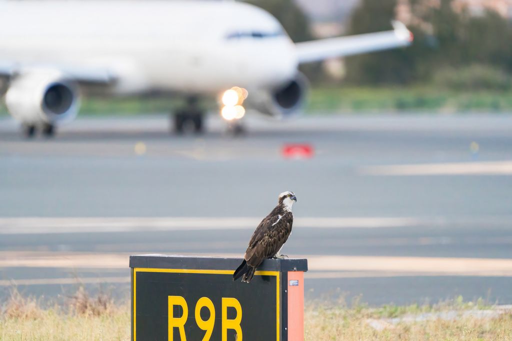 Un águila pescadora se posa en la señal de la pista de un aeropuerto, con un avión borroso al fondo. Esta impactante imagen resalta la grave problemática de los peligros aviarios en la aviación, destacando los posibles riesgos de los choques con aves para la seguridad de las aeronaves.