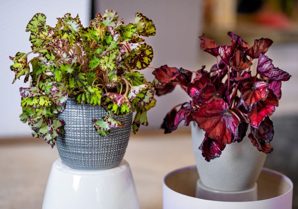 Begonia rex.