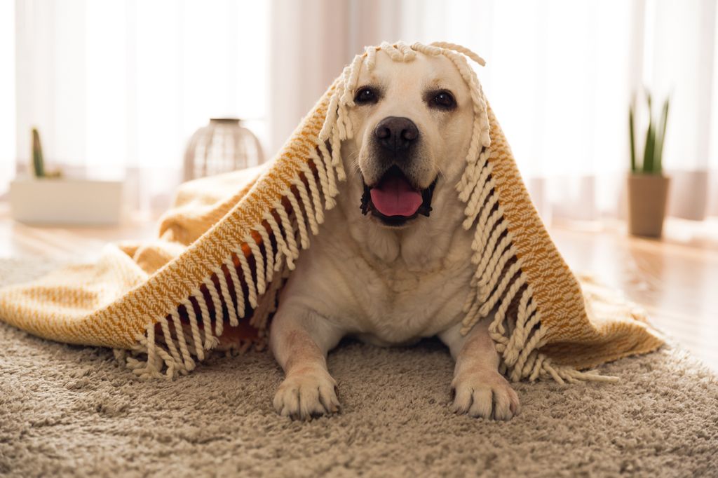 Un perro labrador debajo de la alfombra del salón