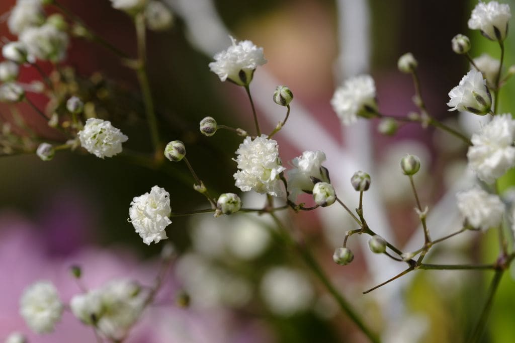 Paniculata (‘Gypsophila paniculata’) luciendo su espectacular floración