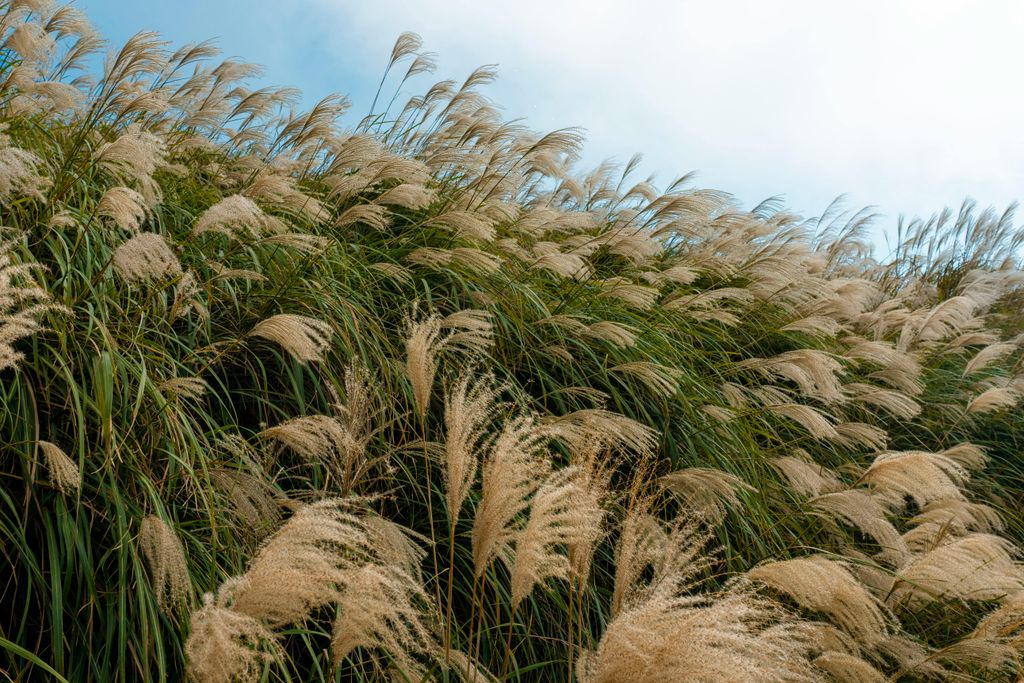 La gramínea hierba de la pampa (‘Miscanthus sinensis’)