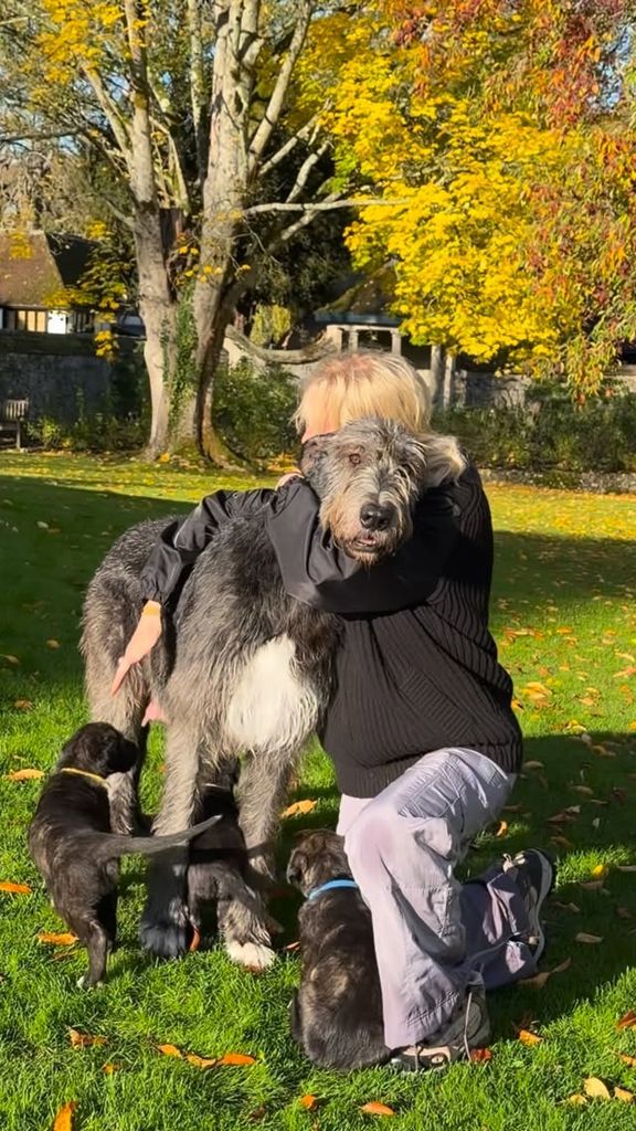 El lobero irlandés (Irish Wolfhound) es una de las razas más impresionantes del mundo canino y también la más alta que existe