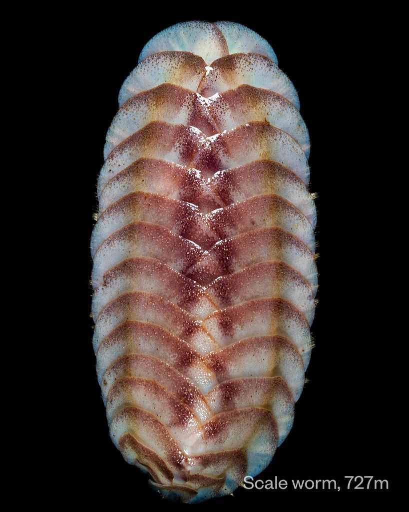Gusano escamoso acorazado e iridiscente (Eulagisca sp. nov.), una de las nuevas especies descubiertas en el fondo del Océano Austral.