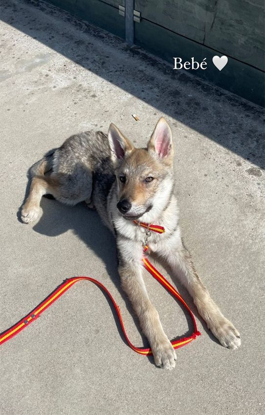Victoria de Marichalar presenta a su nuevo perro