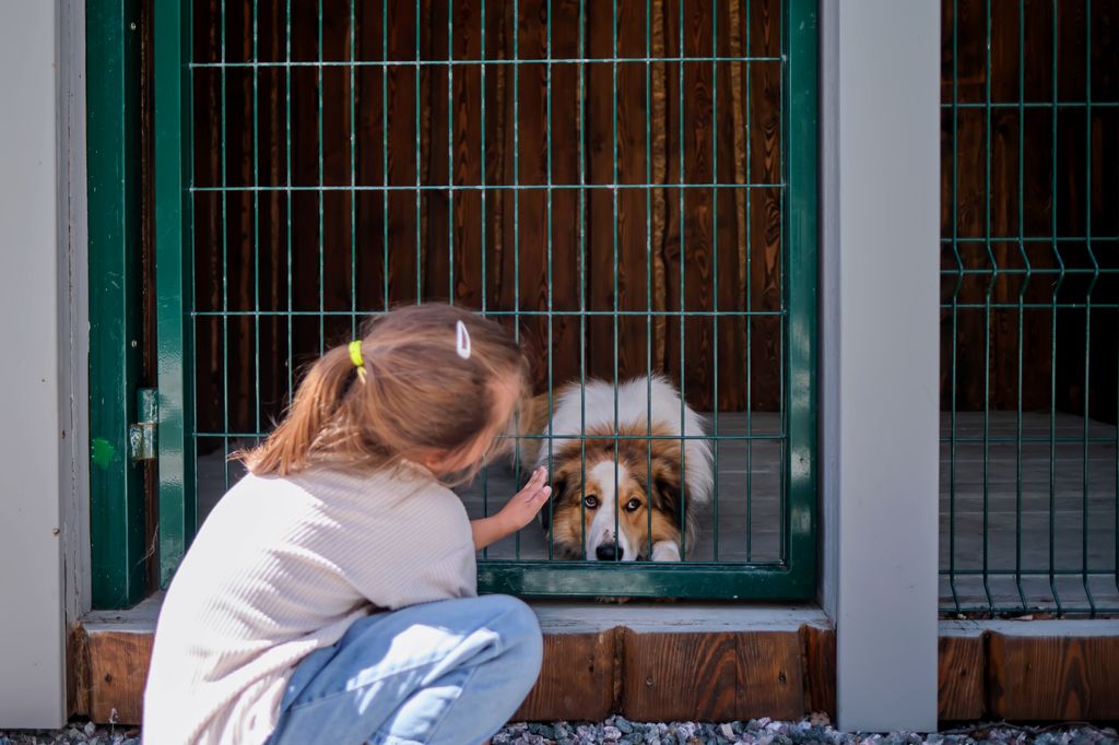 Antes de incorporar un perro a un hogar con niños, es fundamental elegir una raza equilibrada y adaptar la convivencia a las necesidades de ambos