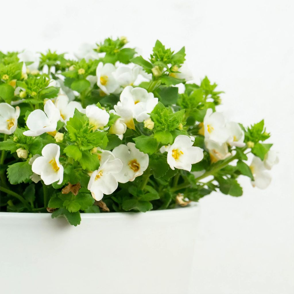 Bacopa