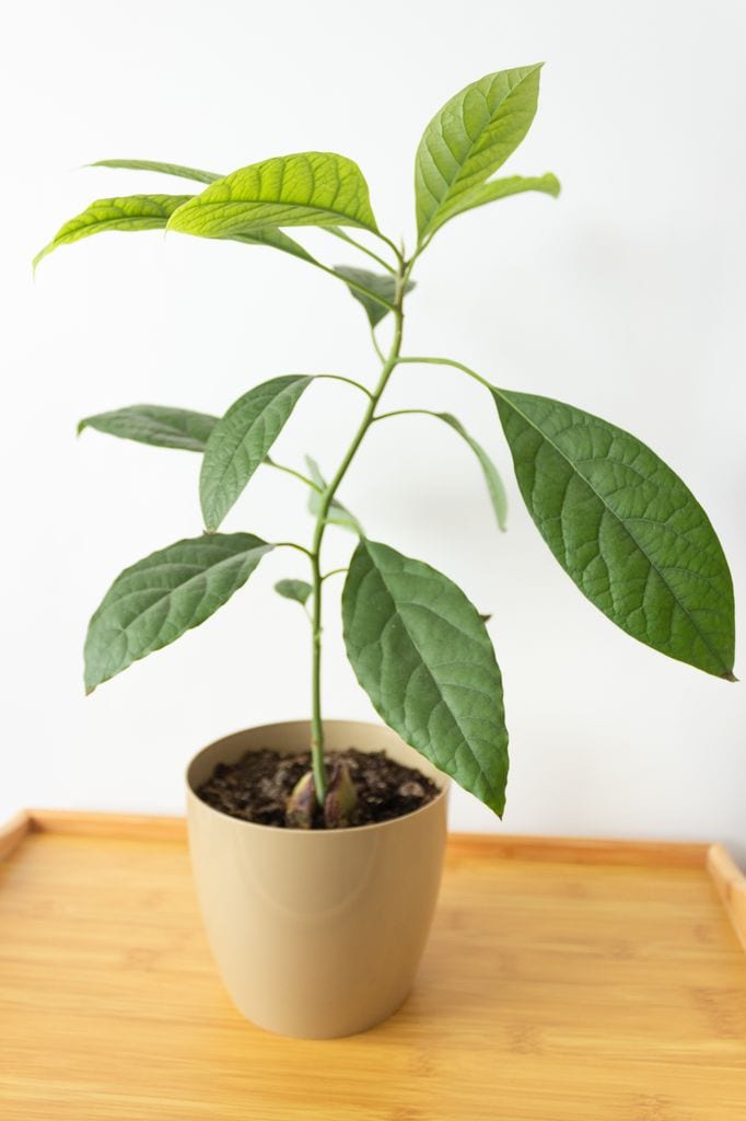 Planta de aguacate