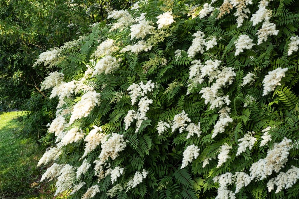 Planta de flores blancas