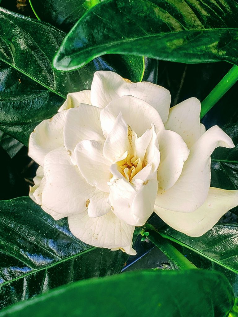 Detalle de la fragante flor de la gardenia (‘Gardenia jasminoides’)