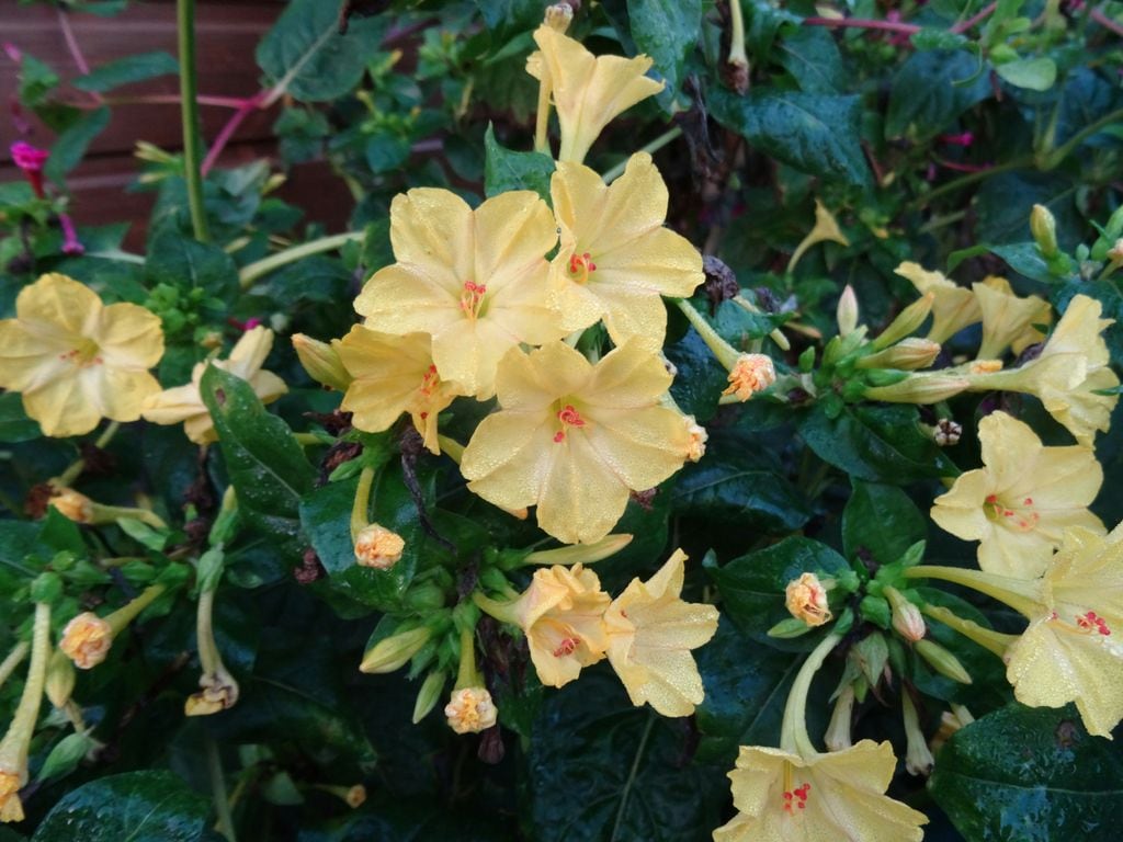 Mirabilis Jalapa o Don Diego de noche