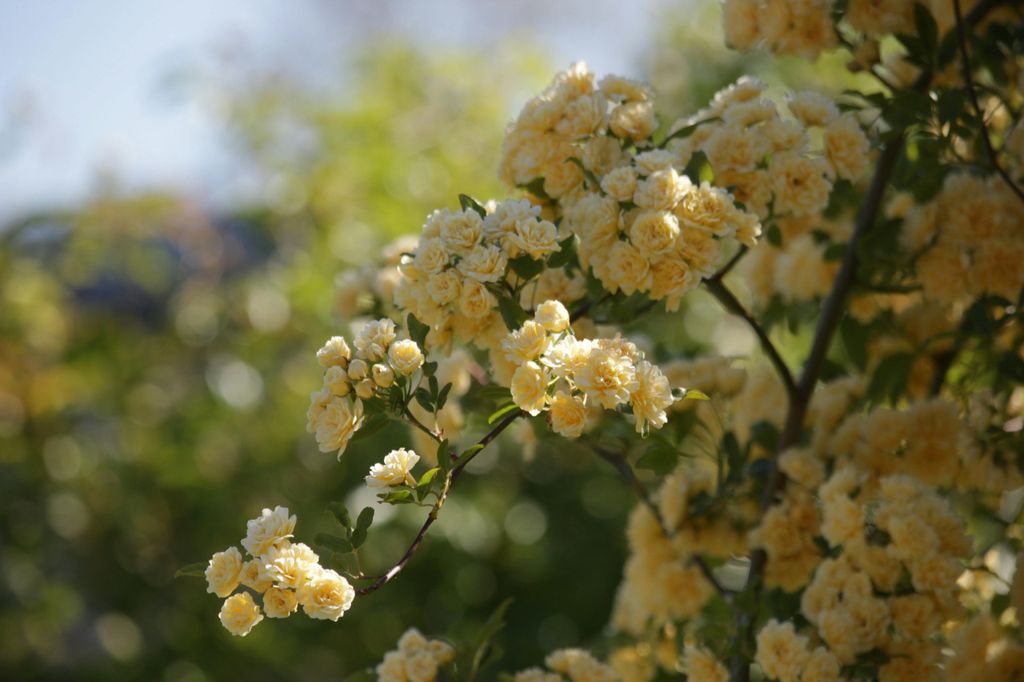 El rosal trepador en flor ‘Rosa banksiae’